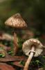 Macrolepiota sp. (Parasol mushrooms)